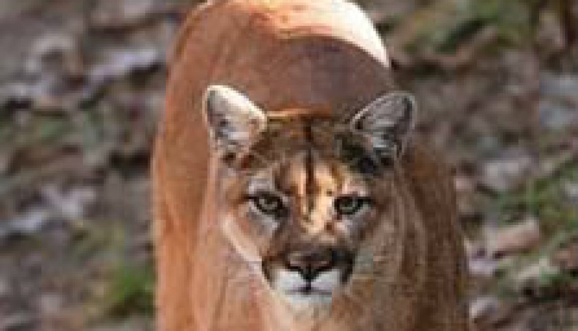 Mountain Lions in Missouri featured