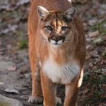 Mountain Lions in Missouri1