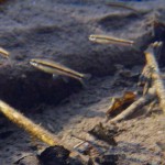 New underwater pictures of Caddisflies