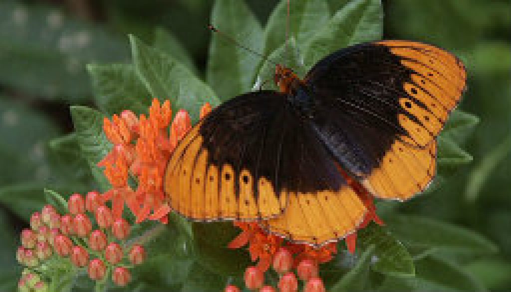 North Fork Butterflies featrued