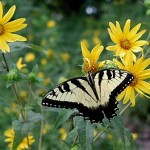 North Fork Butterflies