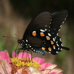 North Fork Butterflies