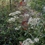 North Fork Butterflies