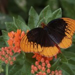 North Fork Butterflies