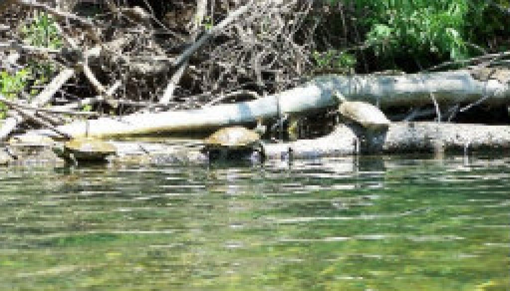 North Fork turtles in June 2007 featured