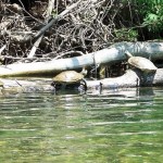 North Fork turtles in June 2007