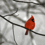 Northern Cardinals begin 2010 mating 