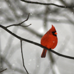 Northern Cardinals begin 2010 mating