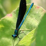 Odoanta (dragon and damsel flies) of the North Fork