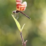 Odoanta (dragon and damsel flies) of the North Fork