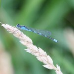 Odoanta (dragon and damsel flies) of the North Fork