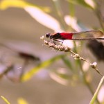 Odoanta (dragon and damsel flies) of the North Fork