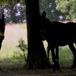 Old Ozark County ozarks scenes