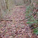 Old Wagon Road along the Bryant Creek