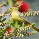 Orchard Oriole1