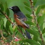 Orchard Oriole1