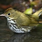 Ovenbird (warbler family)