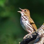 Ovenbird (warbler family)