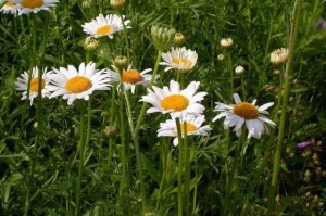 Ox-eye daisy in fields May - June at ROLF