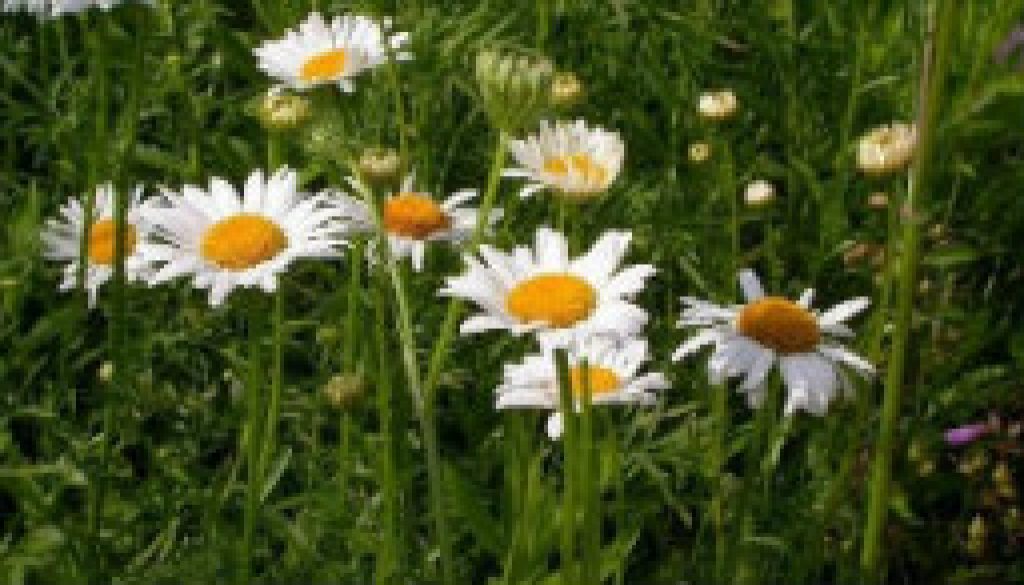 Ox-eye daisy in fields May - June at ROLF featured