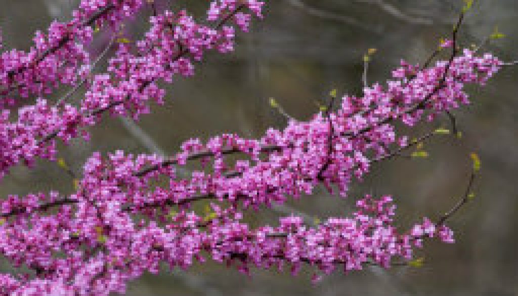 Perspective of very early red buds featured