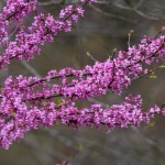 Perspective of very early red buds