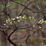 Perspective of very early red buds