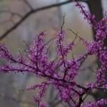 Perspective of very early red buds