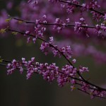 Perspective of very early red buds