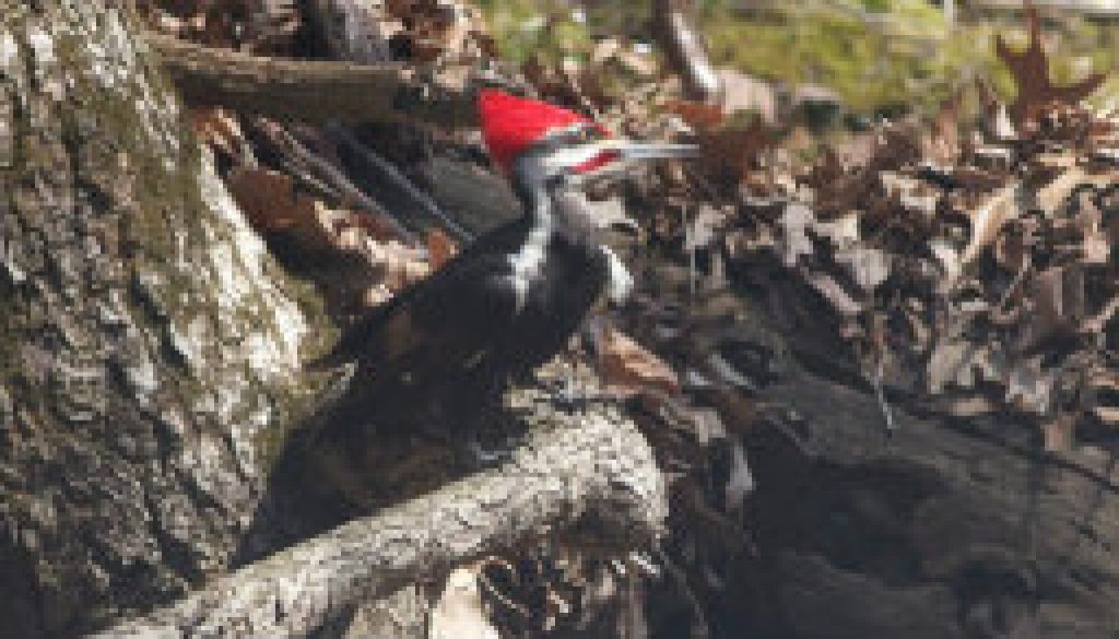 Pileated Woodpecker Pair featured