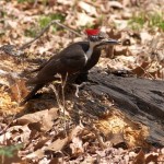 Pileated Woodpecker Pair