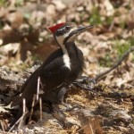 Pileated Woodpecker Pair