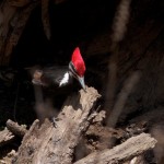 Pileated Woodpecker Pair