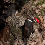 Pileated Woodpecker Pair