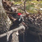 Pileated Woodpecker Pair