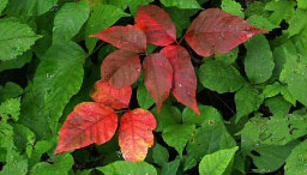 Poison Ivy starting to pick up color and Goldenrod feautired