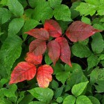 Poison Ivy starting to pick up color and Goldenrod