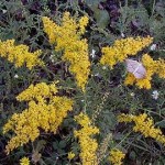 Poison Ivy starting to pick up color and Goldenrod