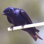 Purple Martin