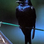 Purple Martin