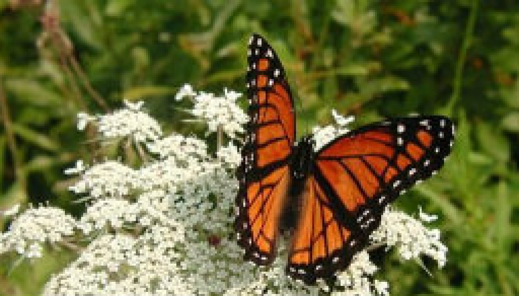 Queen Anne's Lace featured