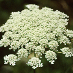 Queen Anne's Lace