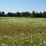 Queen Anne's Lace