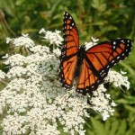 Queen Anne's Lace