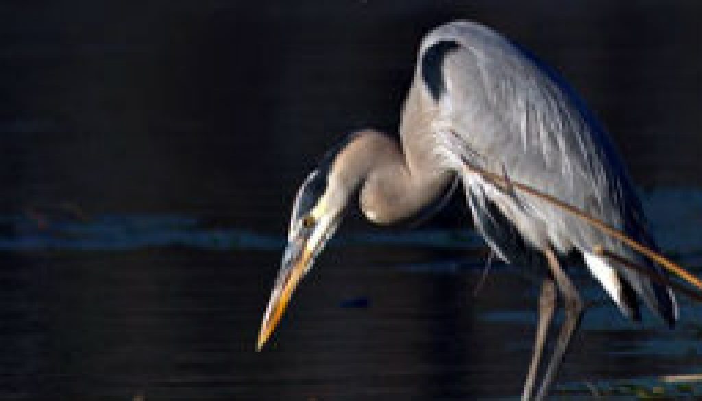 ROLF Herons featured