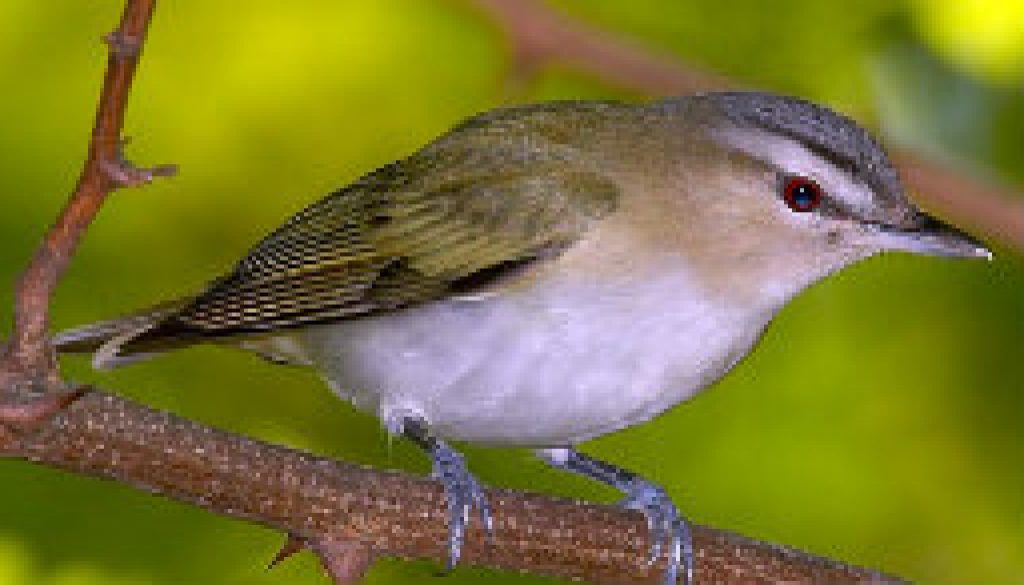 Red Eyed Vireo featured