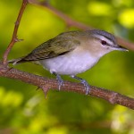 Red Eyed Vireo