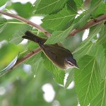 Red Eyed Vireo