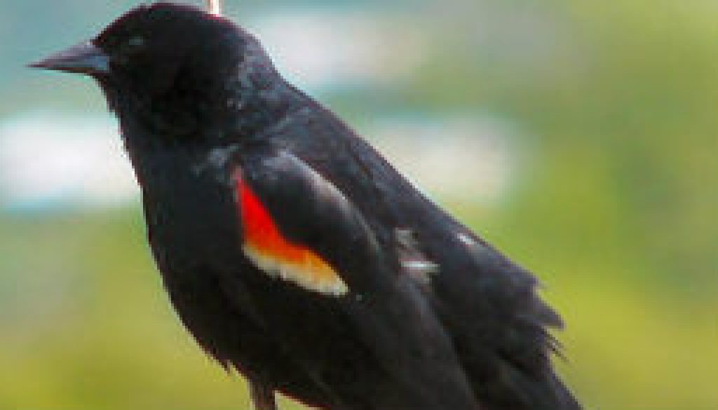 Red Winged Blackbird featured