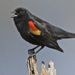 Red Winged Blackbird